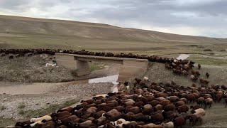 AÇ KOYUNLAR YERİNDE DURMUYOR HIZLA GİDİYORUZ [upl. by Adnirol722]