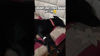 Brandy Bahut Jyada Bimaar Ho Gya😢vlog brandy doglover dog labrador streedog shortsvideo [upl. by Feirahs]