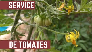 SECRETOS PARA EL CUIDADO DE TOMATES  Como Cuidar el Crecimiento de las Plantas de Tomates [upl. by Parthenia688]