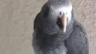 Where the Wild Greys Are  Grey Parrot Conservation Part 1 of 3 [upl. by Kusin450]