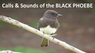 Black Phoebe Flycatcher Sounds  Call  Song  Whistle  Nature Shared [upl. by Markland125]