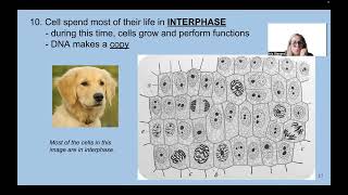 unit 6A cell division [upl. by Sualokcin10]