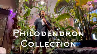 40 types of Philodendron Fall Collection [upl. by Casteel]