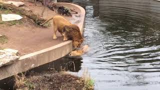 Smart Lion falls into water FUNNY Löwe fällt ins Wasser [upl. by Ensoll294]