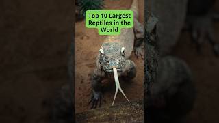 Top 10 Largest Reptiles in the World [upl. by Ani248]