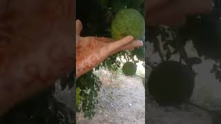 my village garden view 😍😍😍 village villagevlog villageview trending viralvideo [upl. by Barton49]