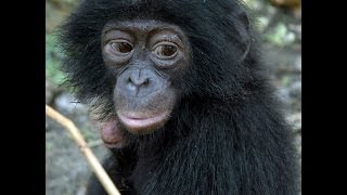 Waola Baby Bonobo [upl. by Ridglea]