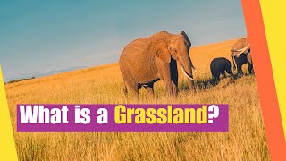 What is a Grassland  Learn about the Plants and Animals that Live in Grasslands  Lesson Boosters [upl. by Blockus]