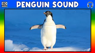 🐧 PENGUIN SOUND  PENGUIN SOUND EFFECT  SOUND OF PENGUIN  NOISE OF PENGUIN [upl. by Cesaro287]