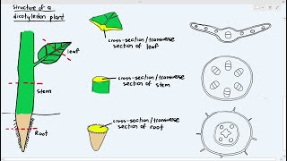 71 Types of Dicotyledon Plant Tissues Cambridge AS A Level Biology 9700 [upl. by Colier]