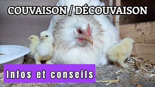 LA COUVAISON chez la poule [upl. by Ettennan]