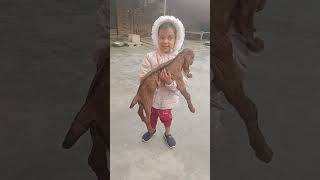 Bakri ke bacche ko kaise pakdha pihu ne 😱😱shortvideo funnyvideo ytshortsvideo [upl. by Zielsdorf387]