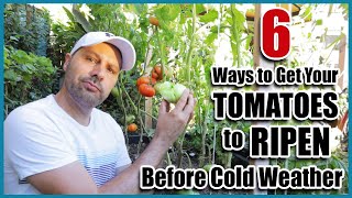 Get Tomatoes to Ripen Faster on the Vine  How to Ripen Green Tomatoes [upl. by Mitchel]