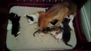 Orphaned kittens adopted by mama dog [upl. by Faden]