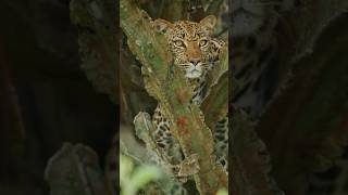 5 MindBlowing Facts About Animal Camouflage [upl. by Eilrahs]