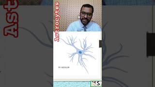 astrocytes nursingnotes [upl. by Ais]