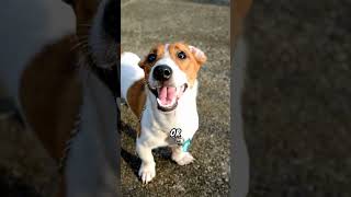 Meet the Parson Russell Terrier The Tenacious Hunting Dog [upl. by Ernald340]