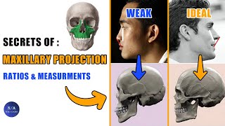 Maxilla Projection Matters For Good Looks amp How To Measure It blackpill [upl. by Dosi]