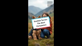 Scotlands Fiercest Friend The History of the Scottish Terrier in 60 Seconds [upl. by Rosdniw]