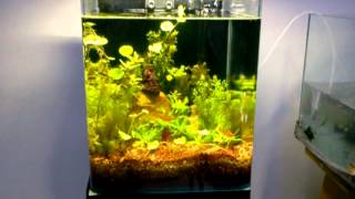 FengShui vastu Nano Live Planted Aquarium Design JabbarAquarium design India Spencer Plaza [upl. by Inaliel]