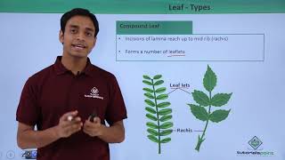 Class 11th – Leaf – Types  Morphology of Flowering Plants  Tutorials Point [upl. by Lativa580]