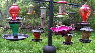 Turkey poults in background on LujiiGarden Bird Feeder 7292024 [upl. by Messing969]