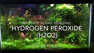 BANISH Algae From Your Aquarium With HYDROGEN PEROXIDE Algae Control in Planted Tanks [upl. by Kalle]