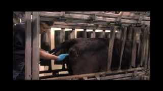 HOW TO PLACE A CIDR DEVICE IN A COW [upl. by Gershom]