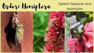 Order Hemiptera  Salient Features and Examples [upl. by Johna]