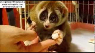 Slow Loris Eating a Rice Ball [upl. by Kronick]