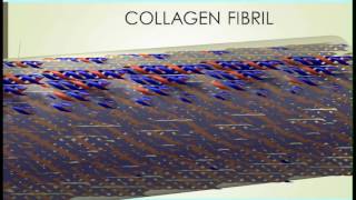 COLLAGEN FIBRILS AND COLLAGEN FIBERS [upl. by Brezin]