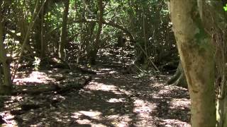 Kayaking the Wailua River to Secret Falls Kauai Hawaii [upl. by Eoz]