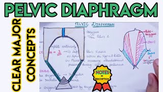 Pelvic diaphragm and other concepts of pelvis and perineum [upl. by Eyaf939]