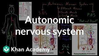 Autonomic nervous system  Organ Systems  MCAT  Khan Academy [upl. by Mihe]