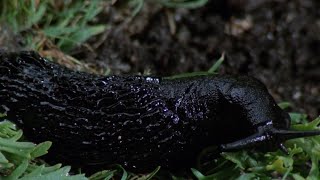 Slugs 1988 Movie Explained  When Nature Strikes Back with Deadly Slugsquot [upl. by Ahsille328]