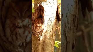 Master of Camouflage Eastern Screech Owl [upl. by Jeanine]