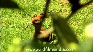 Hoopoe  The national bird of Israel [upl. by Deron]