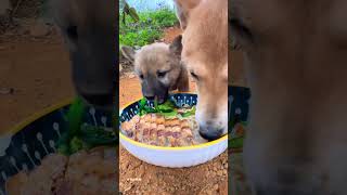 Dogs Eat Noodles Feed Dogs China Pastoral [upl. by Yeniar]