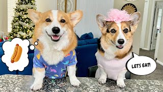 Corgis Review Snacks dogs food [upl. by Mairym]