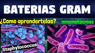 MNEMOTECNIA BACTERIAS GRAM POSITIVAS Y BACTERIAS GRAM NEGATIVAS [upl. by Aihsenal]