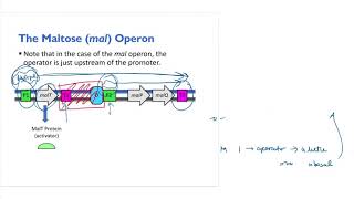 Mal Operon Overview and Mutations [upl. by Hillinck]