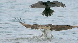 Ospreys Attacked By Fish Crows at Bladensburg Waterfront Park [upl. by Leavitt]