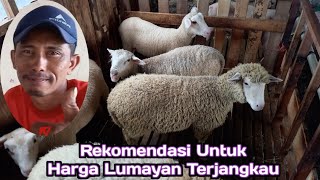 Info Harga Domba Terupdate dikandang Fadil Farm Free Ongkir Sepulau Jawa [upl. by Aihsenet]