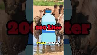 Ist wirklich Wasser im Kamelhöcker wissenswert info biologie facts tiere mythos natur [upl. by Ainahpets839]