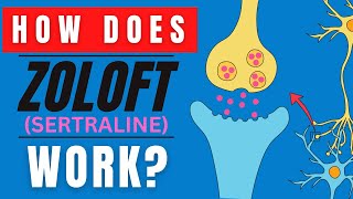 HOW DOES ZOLOFT WORK SERTRALINE MEDICATION FUNCTION EXPLAINED [upl. by Smiley131]