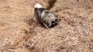 Please dont eat me Shadow Catches and Devours a Meadow Vole [upl. by Nodlew]