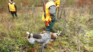 France chasse entre amis au gros gibier [upl. by Catto]