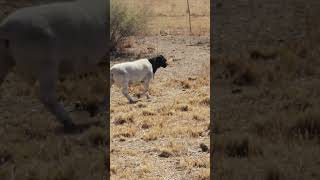 New Dorper Breeding ram for our commercial flock [upl. by Lashonda]