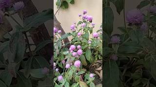 Gomphrena flower viralvideo trending ytshorts viralvideo viralshort shorts home garden [upl. by Anotyal]