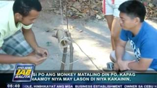 Jungle survival ng mga Aetas tampok sa isang resort sa Subic Zambales [upl. by Noivaz]